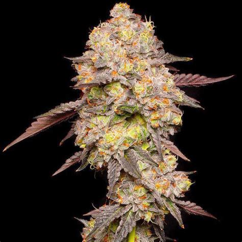 The Bodhi Seed Company is a smaller seed business than most of the heavyweights that dominate today&x27;s marijuana seed industry. . Get seeds right here clone review